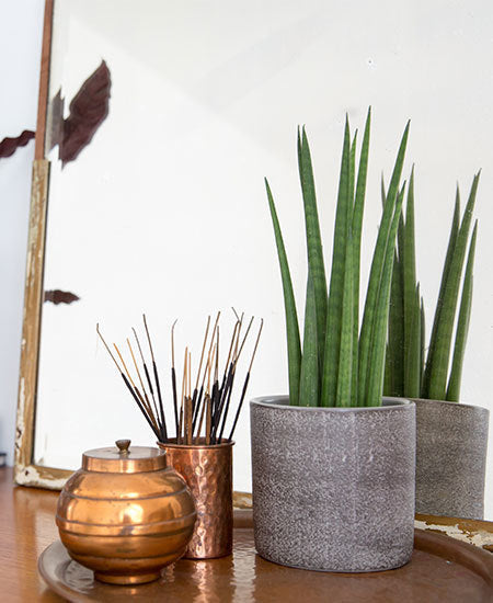 The Best House Plants for your Bedroom