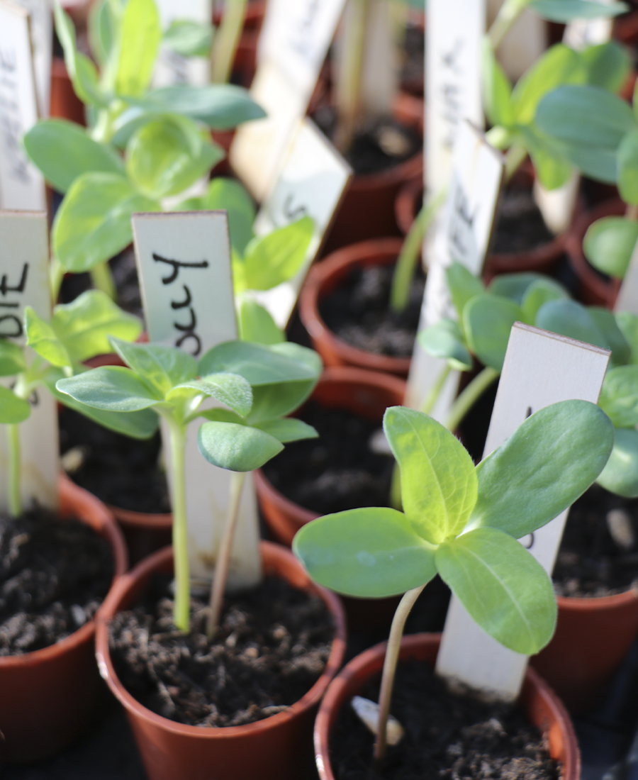 How to win Sunflower Growing Contests