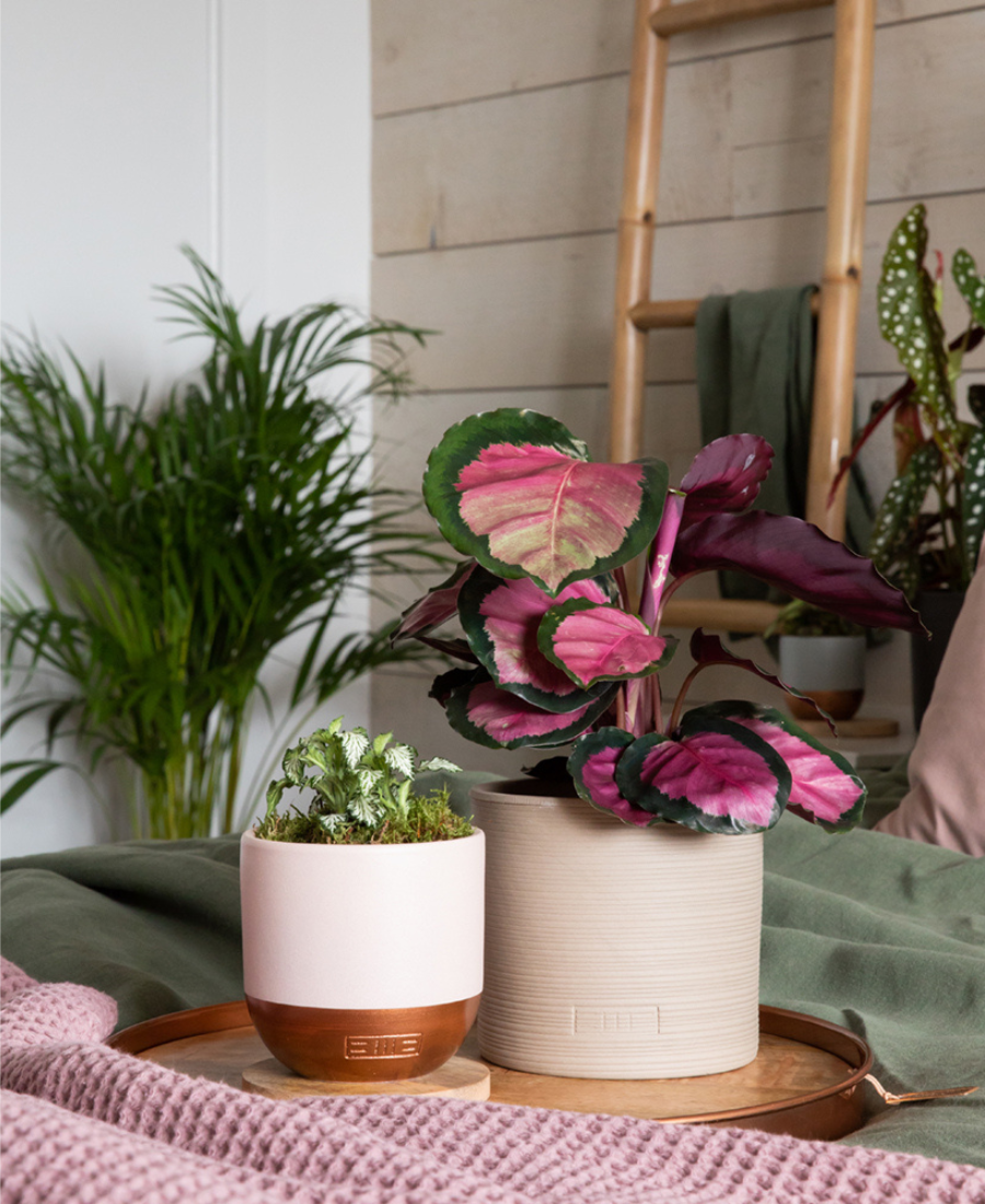 Tips for a blissful night’s sleep with The Little Botanical