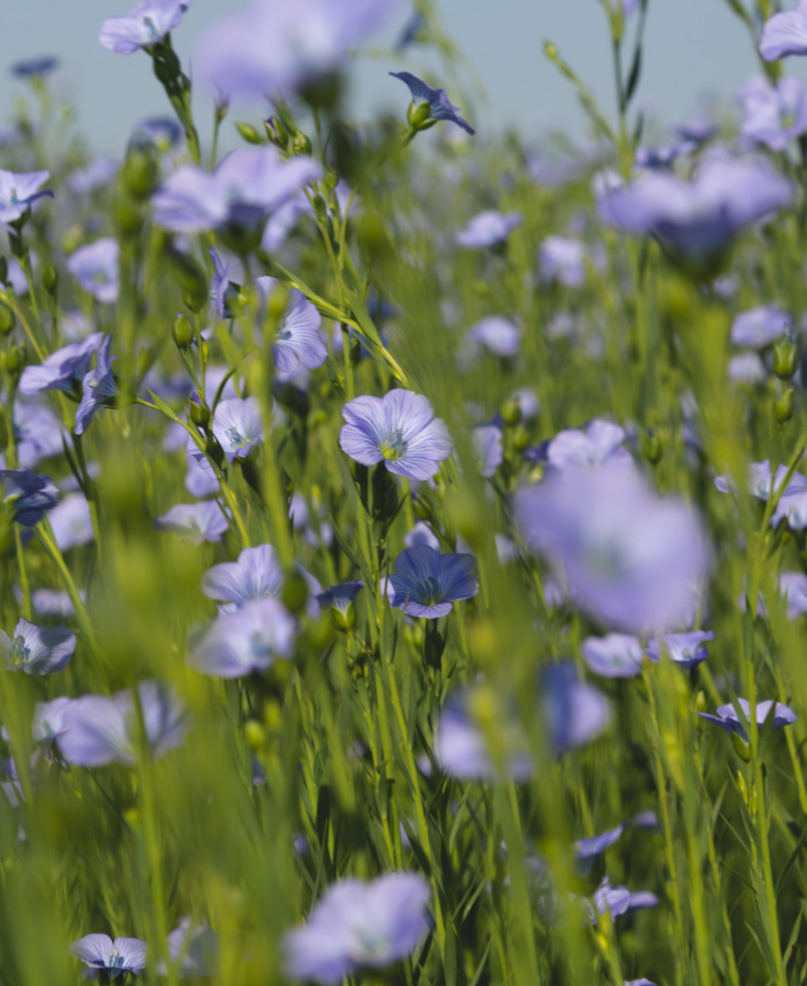 Bloomin' Good Linen - Celebrating European Flax