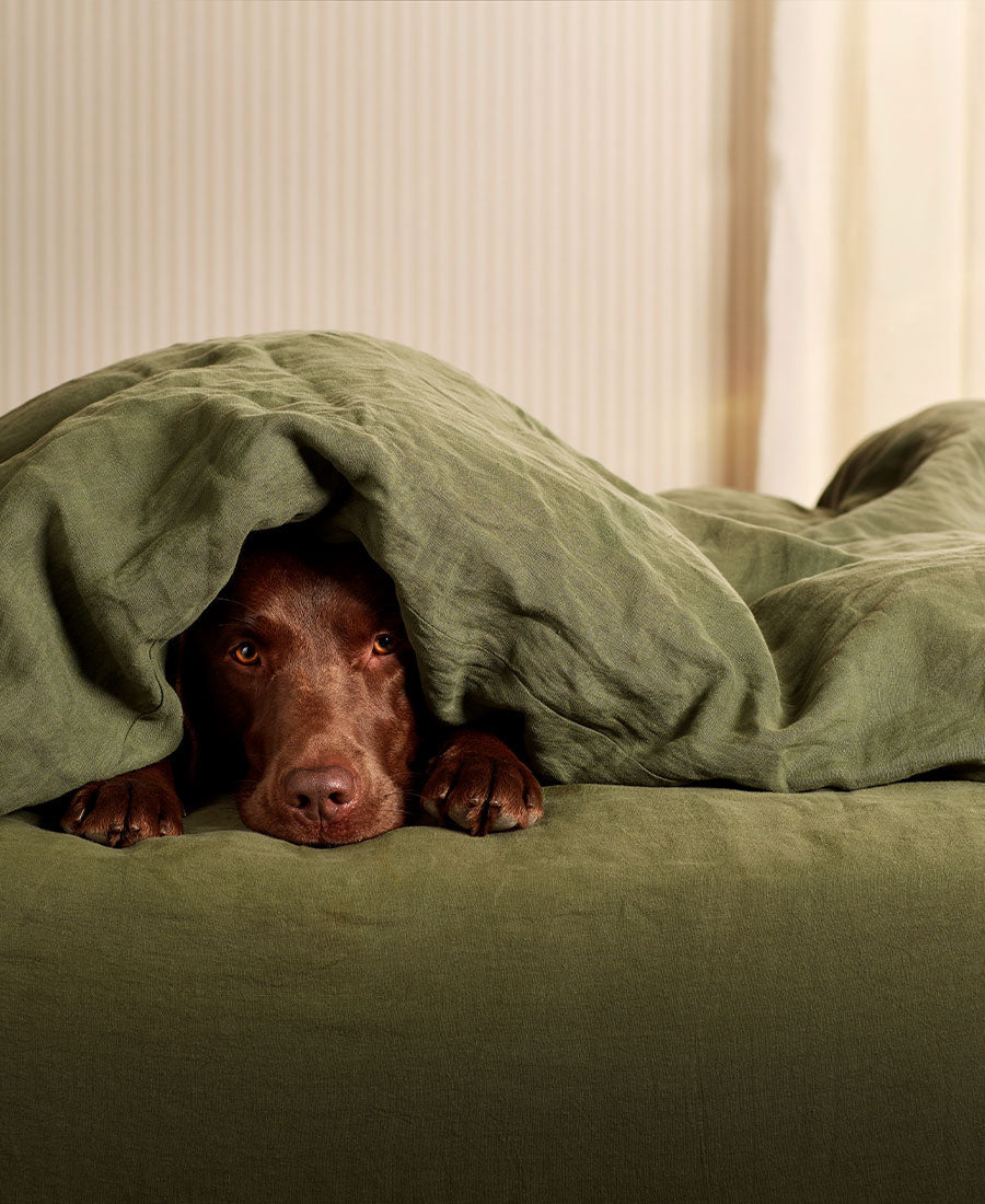 A brown Labrador under our olive green 100% linen duvet cover.