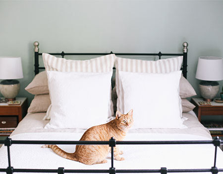 stripe bedding with cat