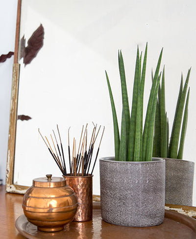 The Best House Plants for your Bedroom